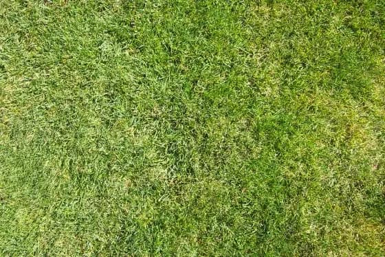 Bitki Budama ve Bakımı